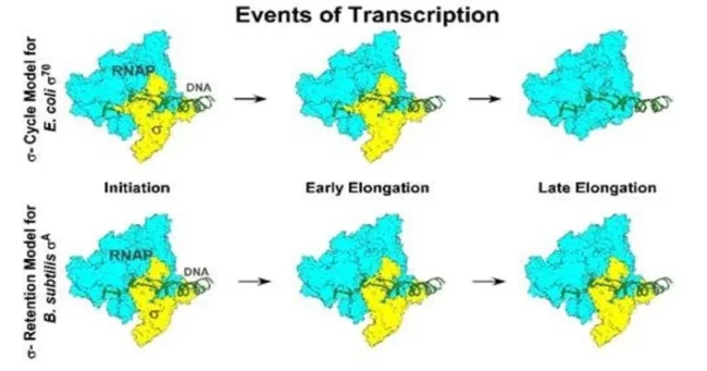 events-of-transcription.webp