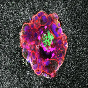 Confocal microscopy image of a nine-day-old human embryo. Specific proteins and cellular structures have been colored in the image: OCT4 (green), which is related to embryonic stem cells; GATA6 (magenta), which is associated with early tissue formation; DAPI (blue), which marks the DNA in the nuclei; and phalloidin (red), which reveals the actin cytoskeleton. The scale bar corresponds to 100 µm. Credit: Institute for Bioengineering of Catalonia (IBEC)