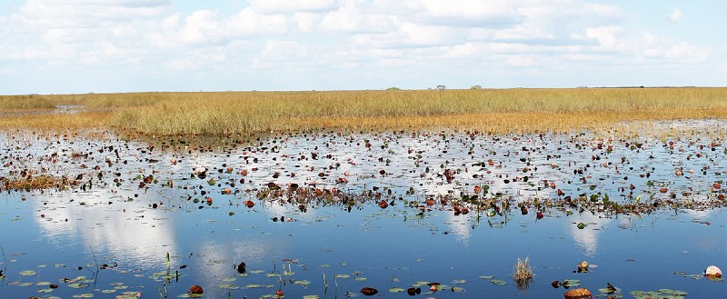 PFAs in Everglades