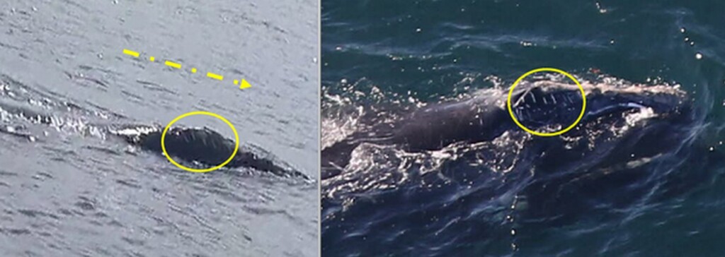 left-the-North-Atlantic-right-whale-when-it-was-sighted-in-Ireland-right-and-when-it-was-sighted-in-Boston-1024×364.jpg