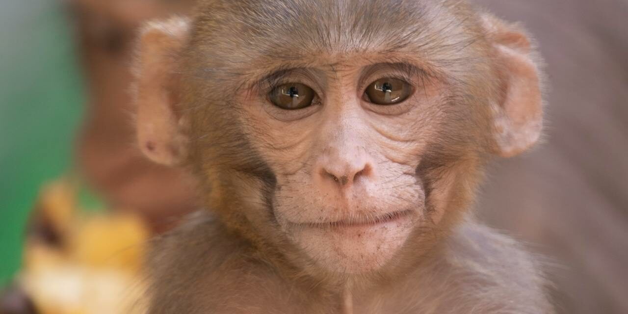 macaque%20monkey.jpg