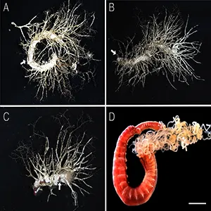 Live specimens of Lanice spongicola sp. nov. A–B, paratype (NSMT-Pol P-1000), C–D, paratype (NSMT-Pol P-1000). A–C, tubes, in life. D, whole view, lateral side. Arrows indicate the worms. Credit: Scientific Reports