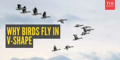the-fascinating-science-of-birds-flying-in-a-v-formation.jpg