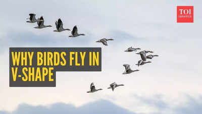 the-fascinating-science-of-birds-flying-in-a-v-formation.jpg