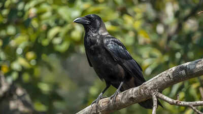 why-a-crow-who-dislikes-you-will-never-forget-you-the-science-of-memory-revenge-and-social-learning.jpg