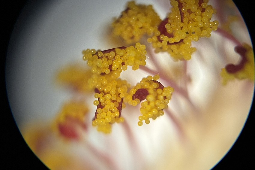 The Brock Magiscope uses ambient light.