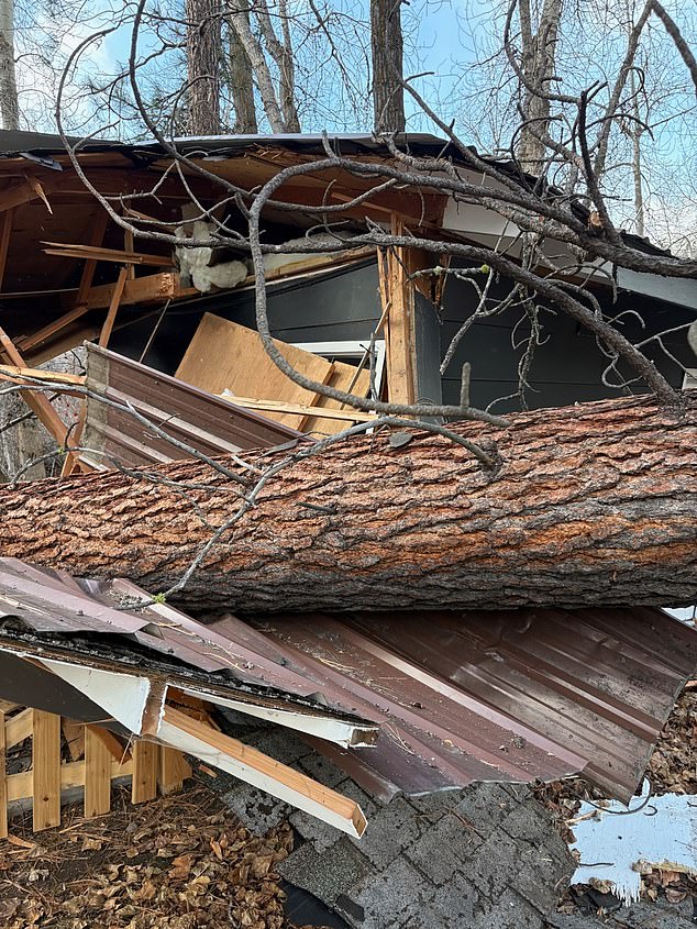 Just before New Years, a giant tree demolished a portion of the family home