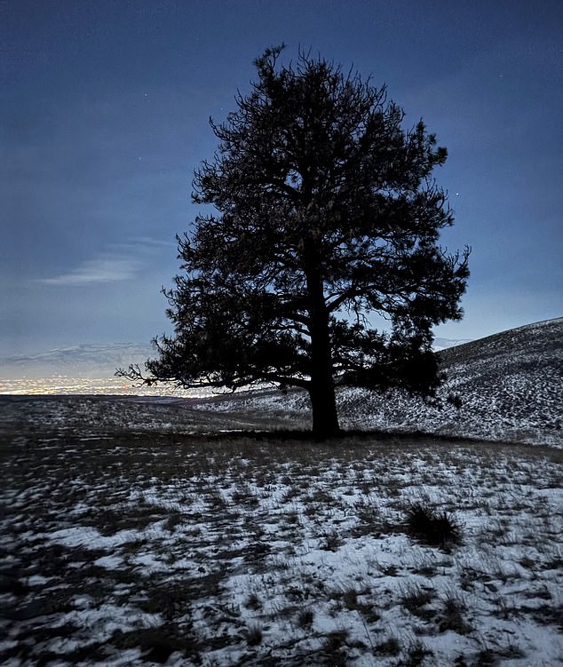 An old tree was silhouetted by the city lights far below, when a fox emerged from the shadow