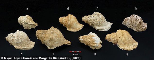 Archaeologists tested 12 Neolithic trumpets found in what is now Catalonia, Spain, dating back to between 3650 BC and 4690 BC, eight of which (pictured) could still produce sound