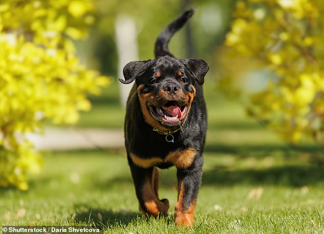 Scientists analysed videos of dogs and looked at how many muscles were activated as they made a relaxed, open-mouthed expression used to show playfulness. They found that some dogs, like Rottweilers, were able to use more than three times as many muscles as other dogs