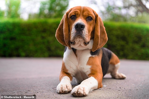 While wolves and more expressive dogs used up to seven muscle groups, less expressive breeds such as Beagles could only use two