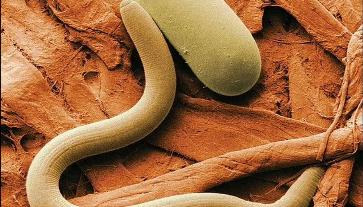 The new discovery changed the way scientists understands the Utahs Salt Lake ecosystem