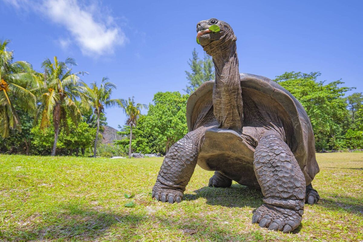 A protected species, the Giant Tortoise is indigenous to the Seychelles and Madagascar.
