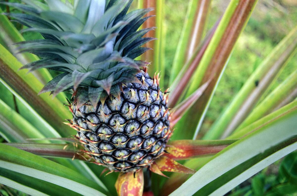 A pineapple plant