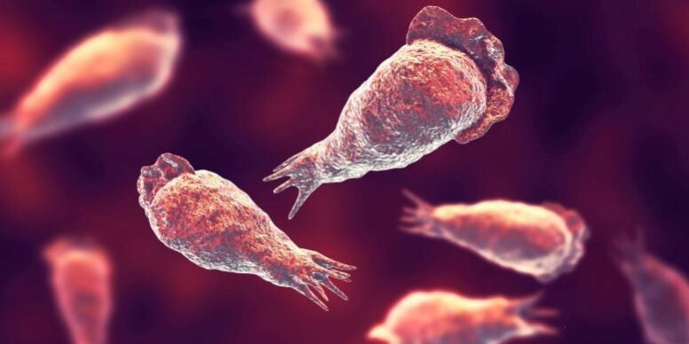 Brain-Eating-Amoebae-777×518.jpg