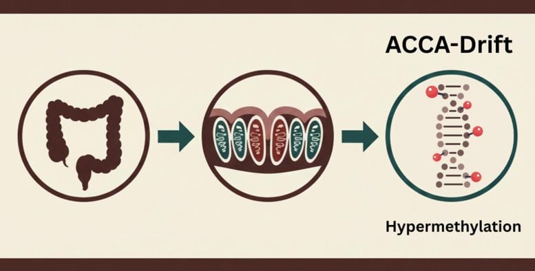 Diagram Showing ACCA Drift in Gut Stem Cells