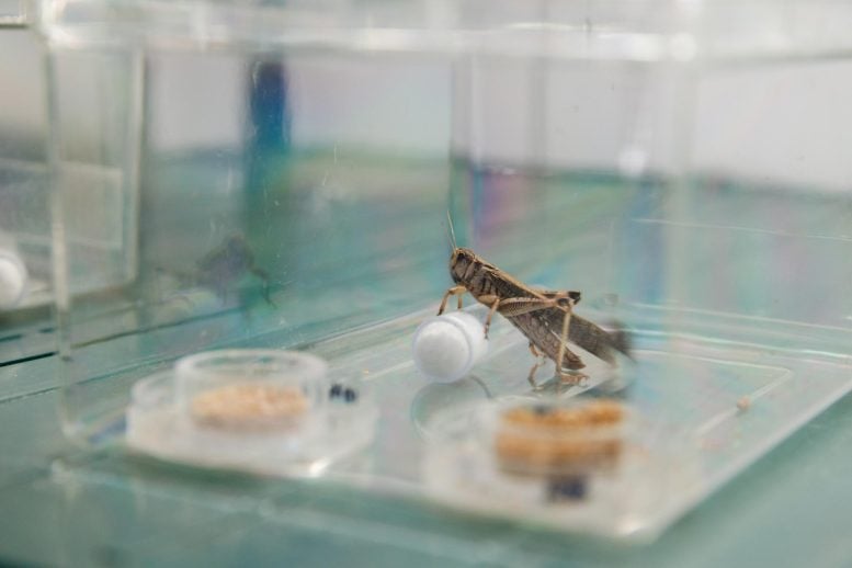 Docile Solitarious Locust