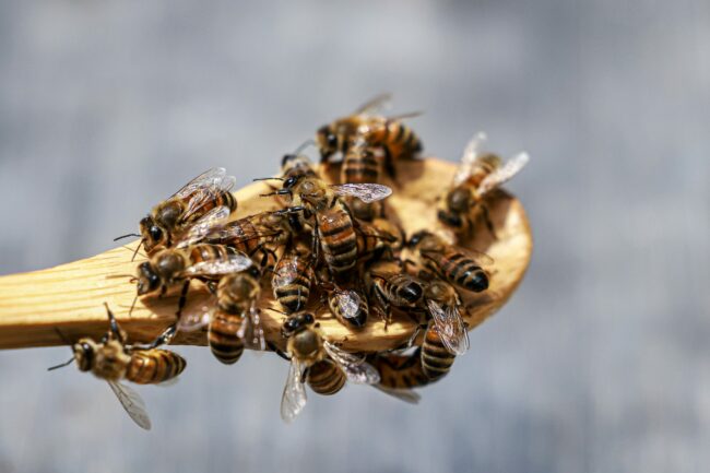 Honey-bees-sit-on-a-wooden-spoon.jpeg