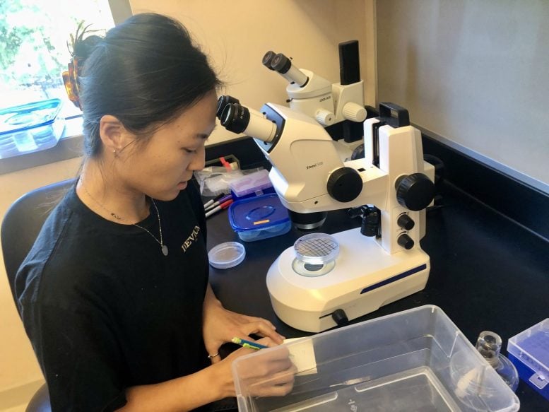 Julie Jung Examines Nematodes