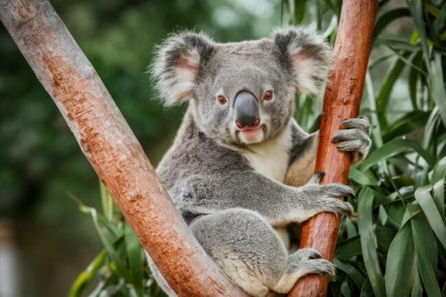 Koala-Staring-777×518.jpg
