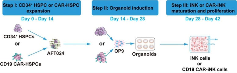 Overview of the Method for Large Scale Production of iNK and CAR iNK Cells