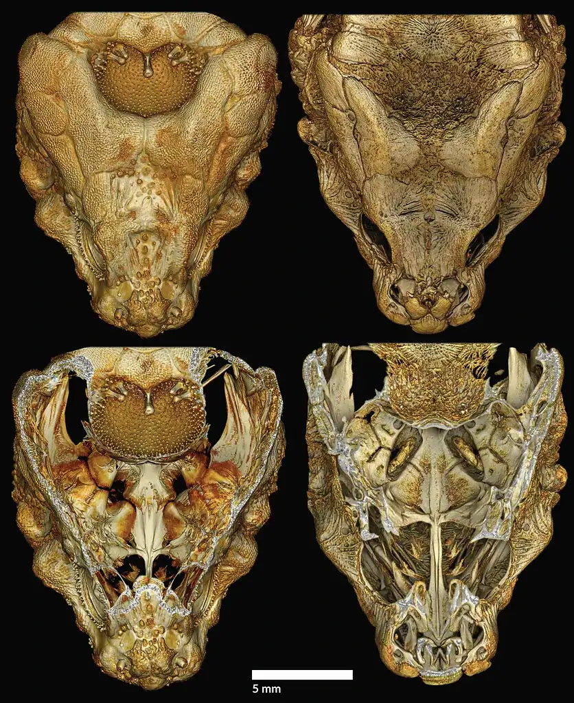 1. Intricate micro-CT scans of insect heads revealing detailed anatomy and textures.