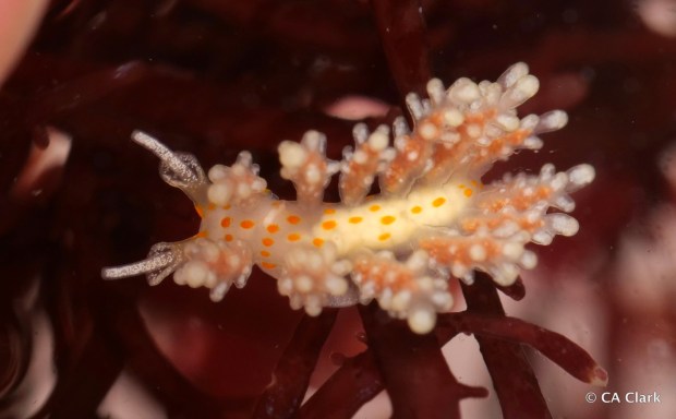 The tiny sea slug Doto kwakwak - named after the word for 