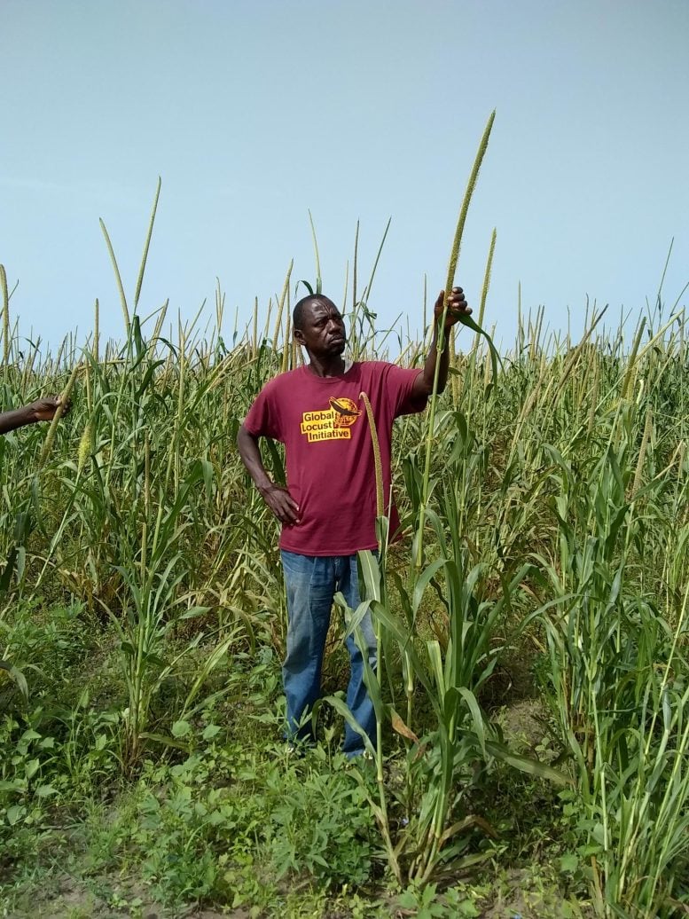Senegalese Farmer