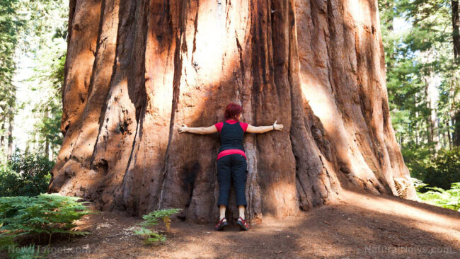 Woman-Hugs-Giant-Sequoia-Tree.jpg