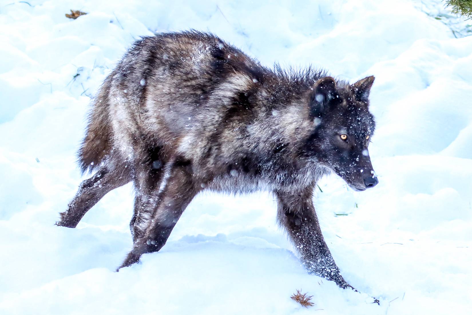 Black grey wolf playing in the snow near Yellowstone National Park