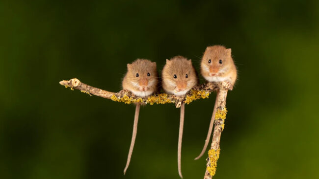 ff249502e8d198365e2404f4e9bff37a