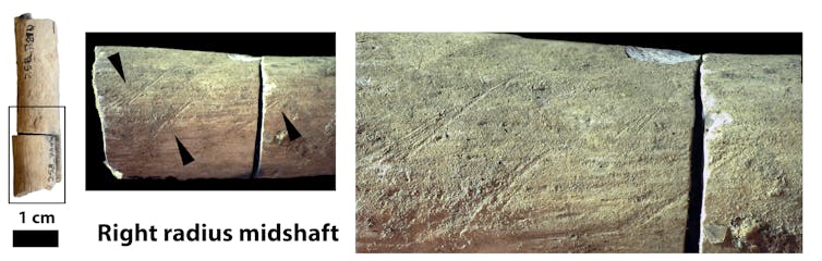 Three images showing thin marks on a gray bone fragment. The images get more zoomed in moving to the right.
