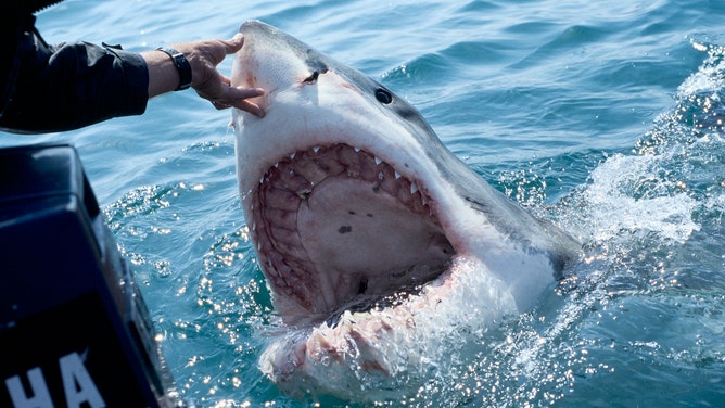 SOUTH AFRICA, ATLANTIC OCEAN - DECEMBER 2007: A great white shark (Carcharodon carcharias) baited by the animal guide, Andre Hartmann, surfaces with an impressive open mouth on December 02, 2007 in Gansbaii, South Africa, Atlantic Ocean. Carcharodon carcharias is notable for its size, with larger female individuals growing to 6.1 m in length. However, most are smaller. Males measure 3.4 to 4.0 m, and females measure 4.6 to 4.9 m on average.