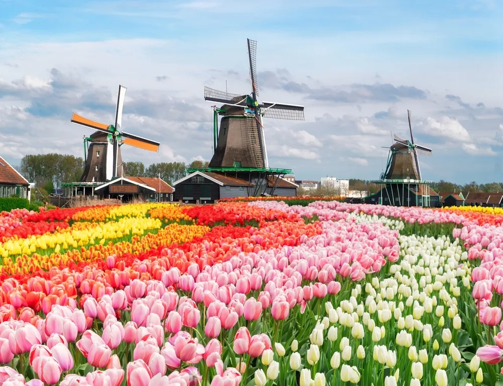 Windmills in Zaanse Schans