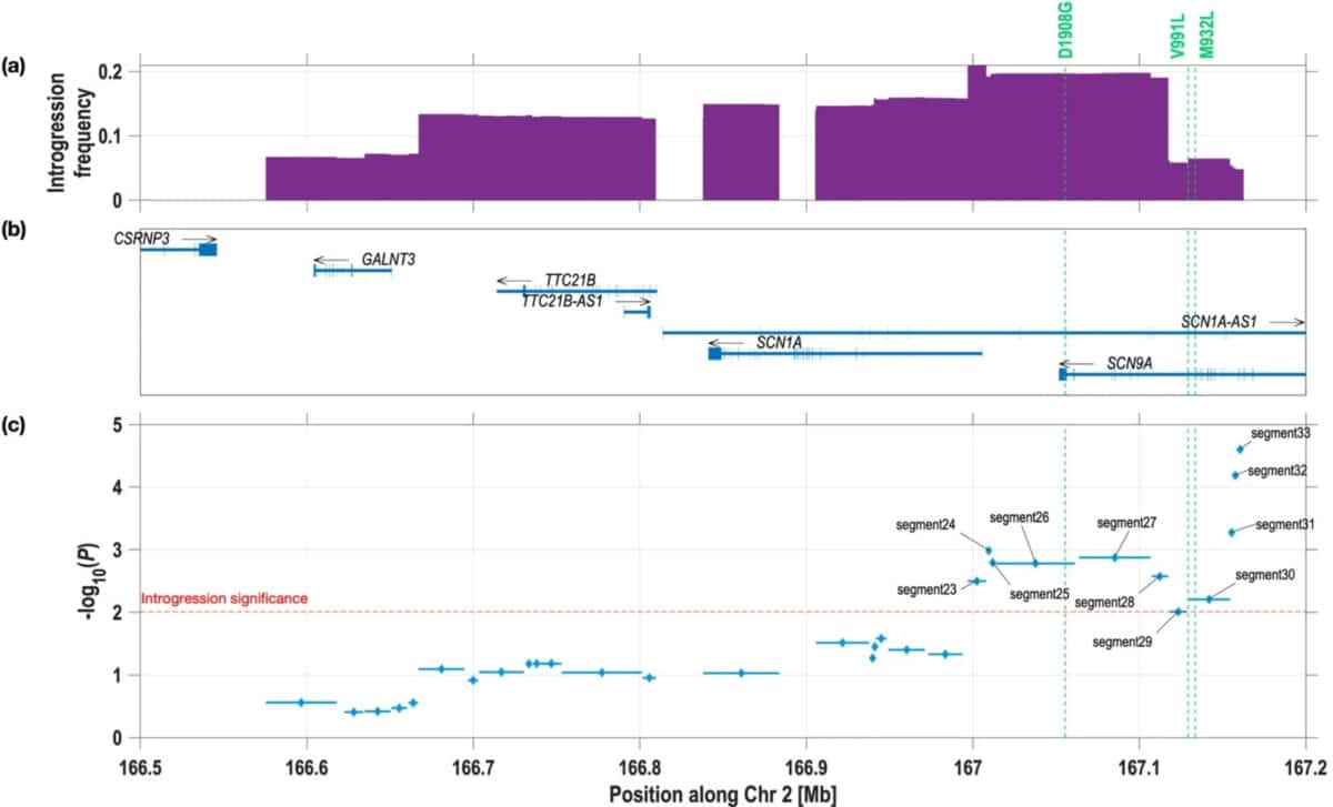Neanderthal Introgression Around Scn9a And Association With Mechanical Pain Threshold After Sensitization By Mustard Oil (post Mpt) In The Qst Cohort
