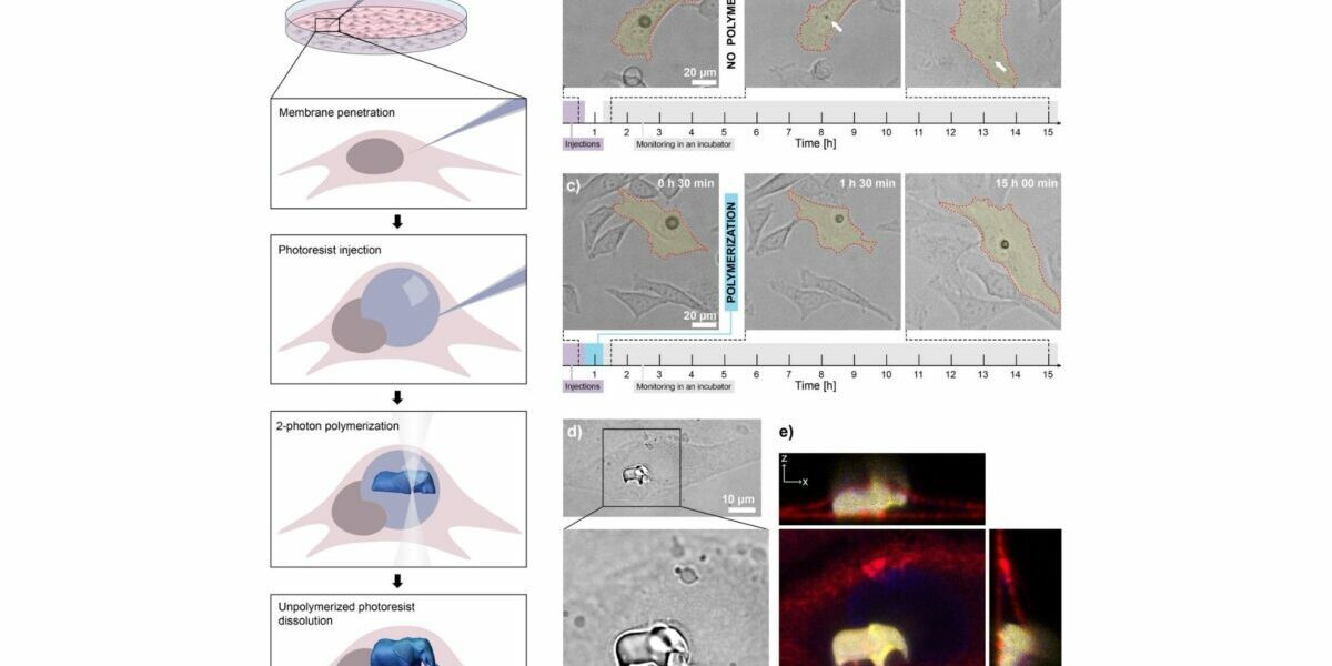 procedure-of-3d-printing-in-cells-advanced-materials-1200×727.jpg