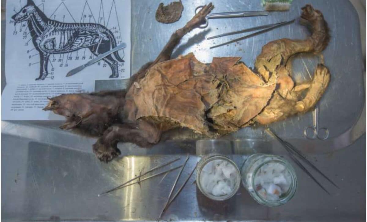 The Tumat 1 Wolf Puppy, Located In Vienna, Austria, 2018. ©mietje Germonpré