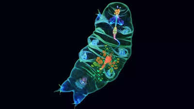 these-tiny-water-bears-are-going-to-space-and-scientists-think-they-could-change-space-travel-image-source-nasa.jpg