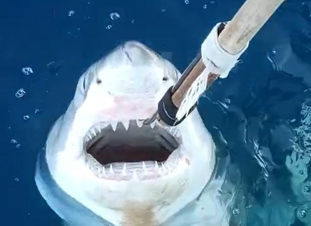 They were thought to have been wiped out (Cover Images)