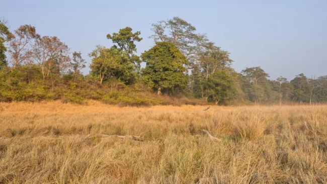 grassland-at-dhikala-india.webp