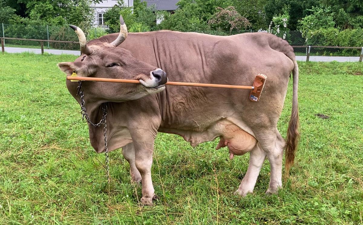 Veronika the cow scratches herself with the bristle end of a broom.