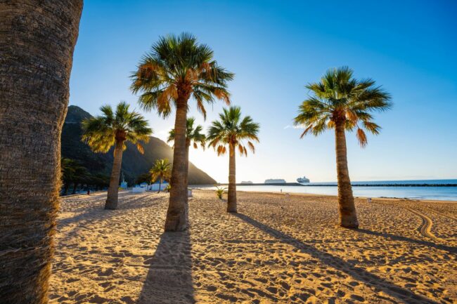 2_Palm-trees-on-the-beach-Tenerife-Spain.jpg