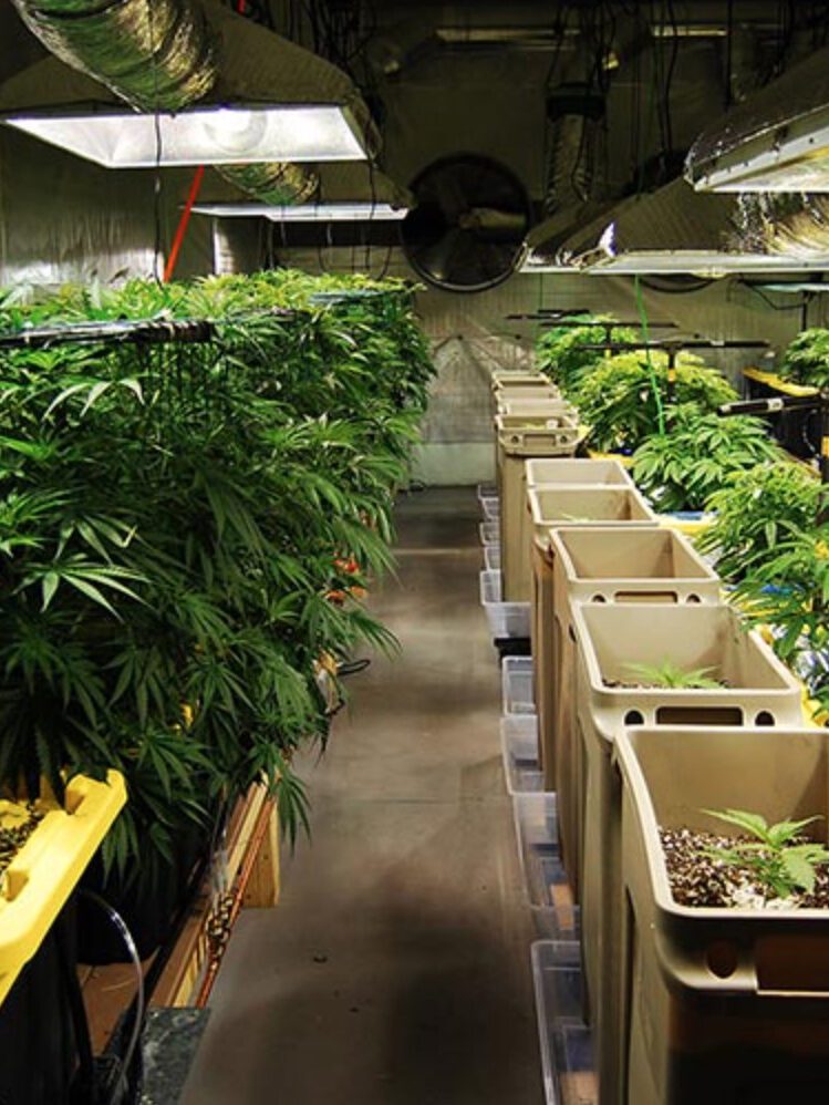Marijuana-Transport.jpg