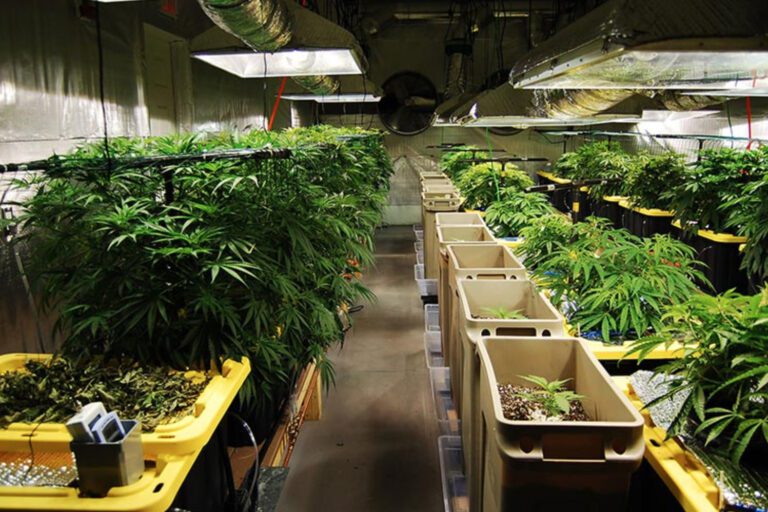 Marijuana-Transport.jpg