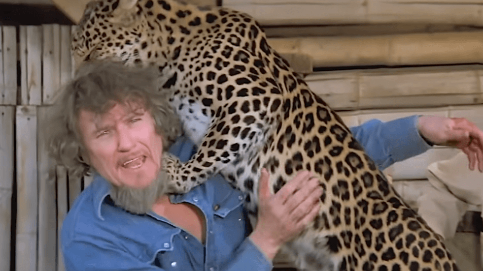 Noel Marshall with a large big cat from the famously dangerous 1981 adventure film Roar