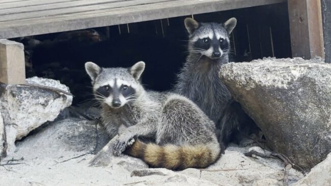 sci-racoon-toys-stillpromo-mvqg-videoSixteenByNineJumbo1600.jpg