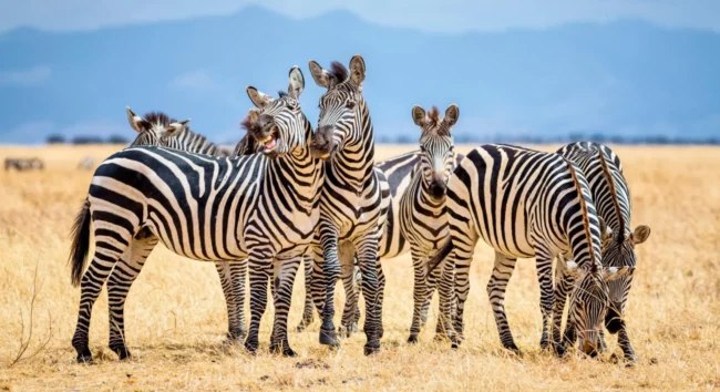 why-do-zebras-have-stripes-the-real-reason-will-surprise-you.webp