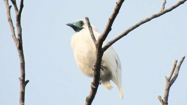 00sci-loud-birds-qtgf-cover-videoSixteenByNineJumbo1600.jpg