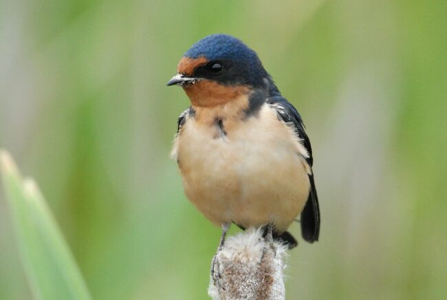 barn-swallow-dan-dzurisin-flickr.jpg