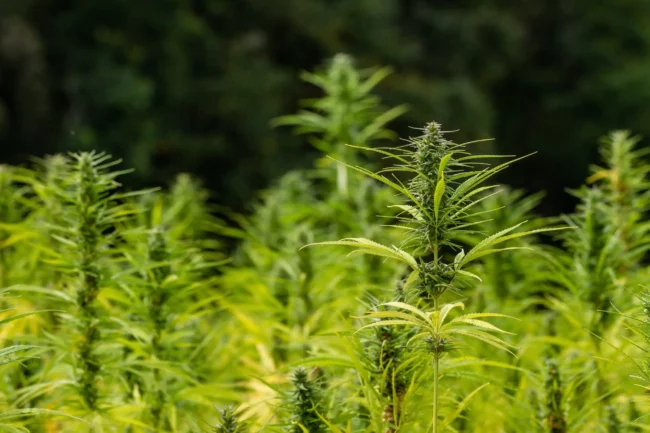 hemp-4438794-scaled.webp